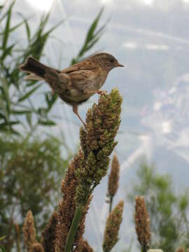 Image of Accentor