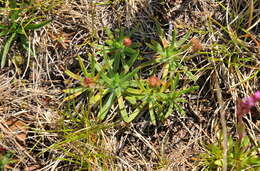 Слика од Silene suecica (Loddiges) Greuter & Burdet