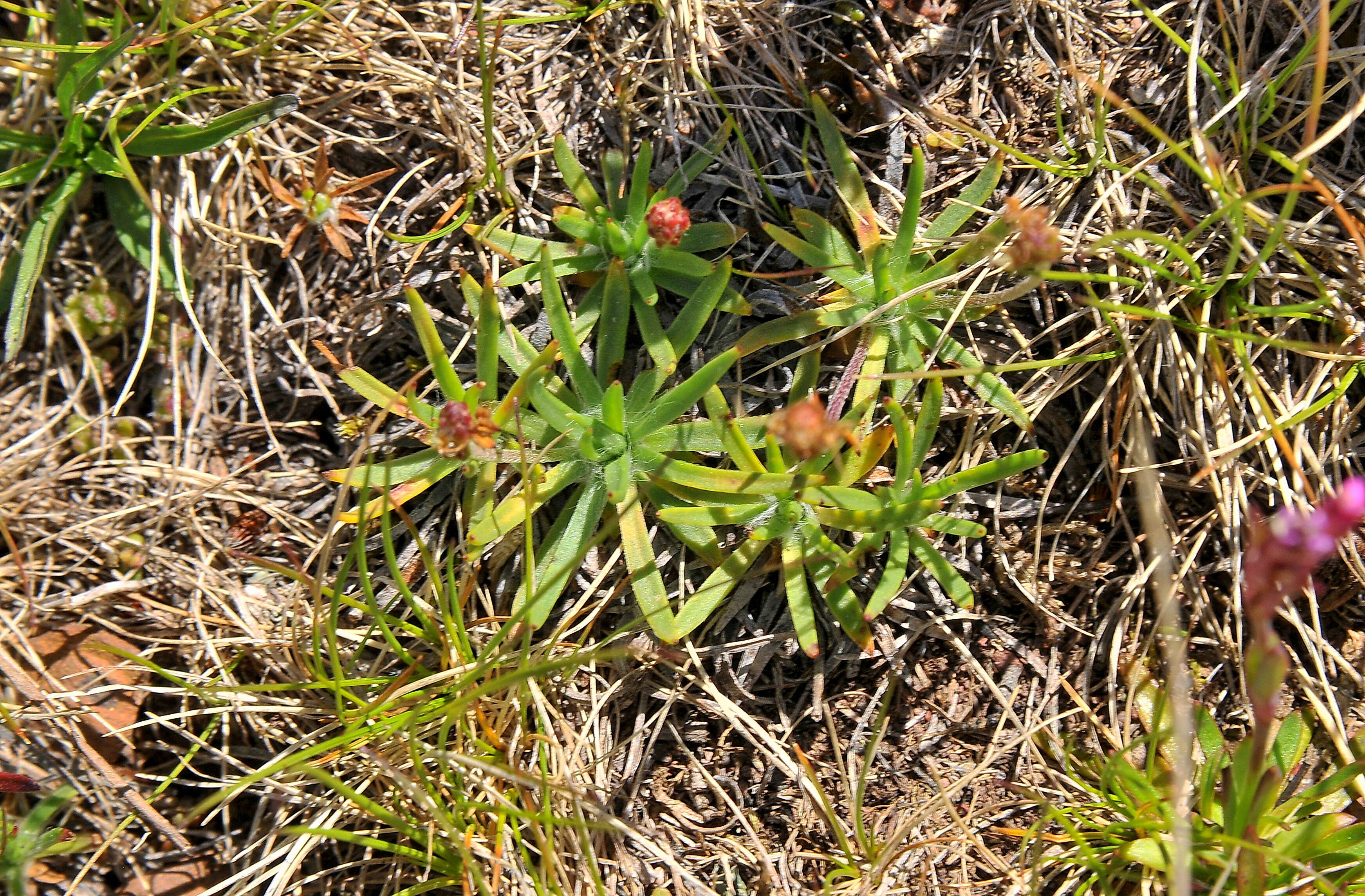 Image of Silene suecica (Loddiges) Greuter & Burdet