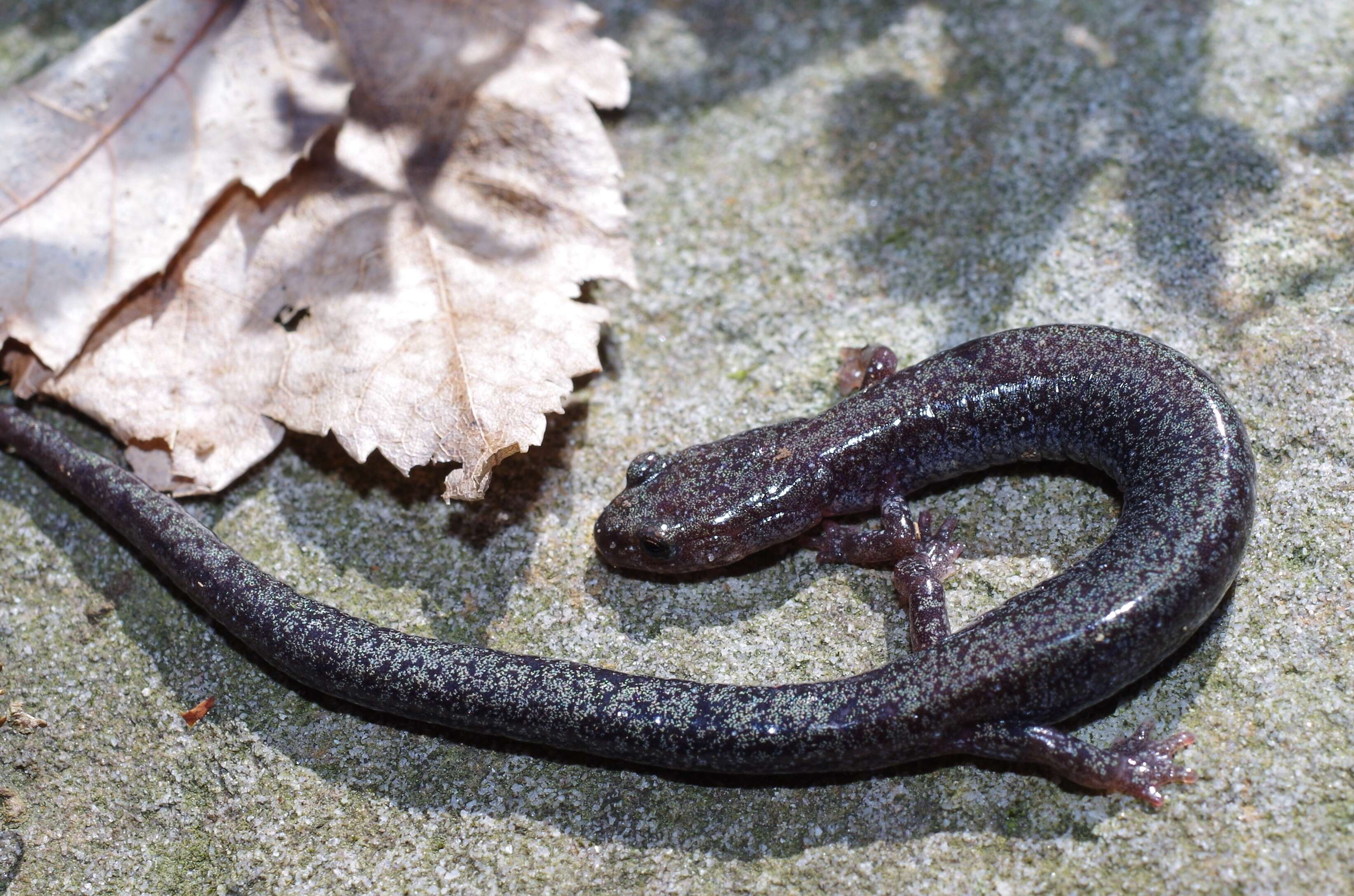 Image of Woodland salamander