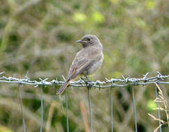 Image of Common Redstart