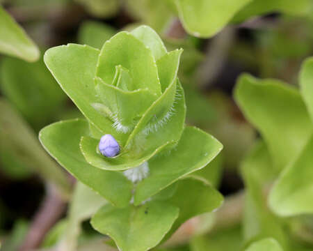 Image of blue waterhyssop