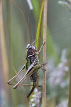 Image of bog bush-cricket