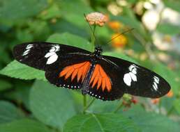 Image of Heliconius