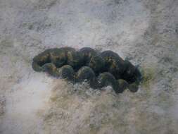 Image of Giant Clam