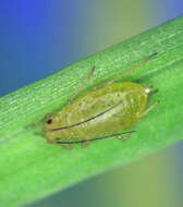 柃木蚜属的圖片