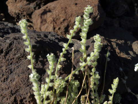 صورة Cryptantha barbigera (A. Gray) Greene