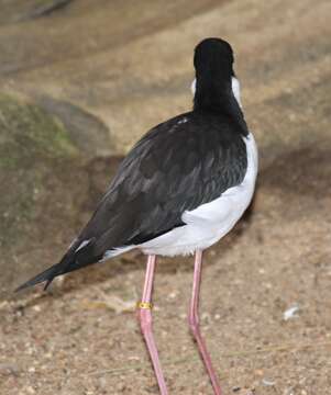 Image of Black-necked Stilt