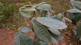 Image of Vitex hypoleuca Schauer