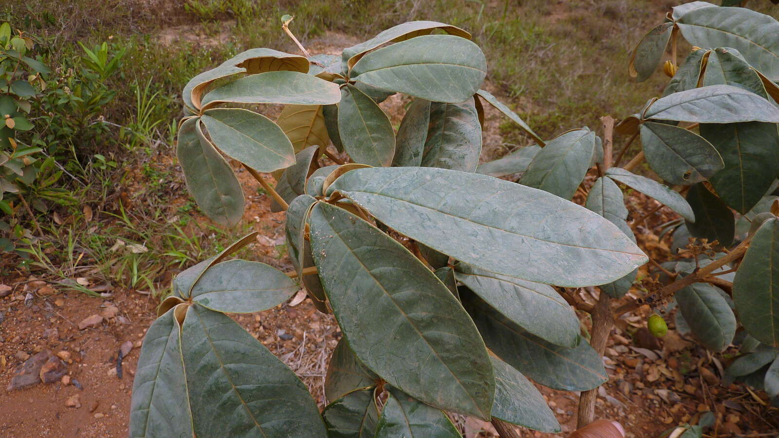 Sivun Vitex hypoleuca Schauer kuva