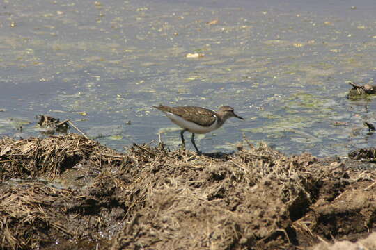 Image of Common Sandpiper