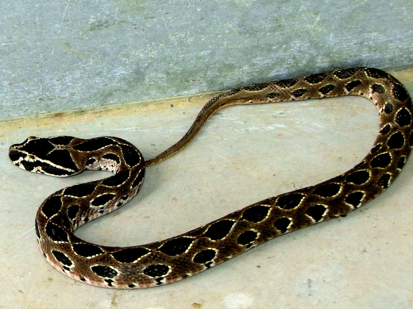 Image of oriental viper