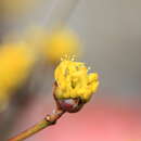 Image of Asiatic dogwood