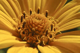 Image of heliopsis