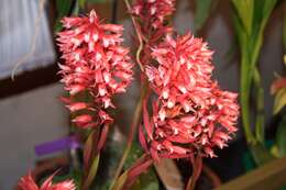 Stenorrhynchos speciosum (Jacq.) Rich.的圖片