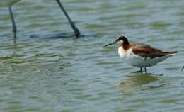 Image of Wilson's Phalarope