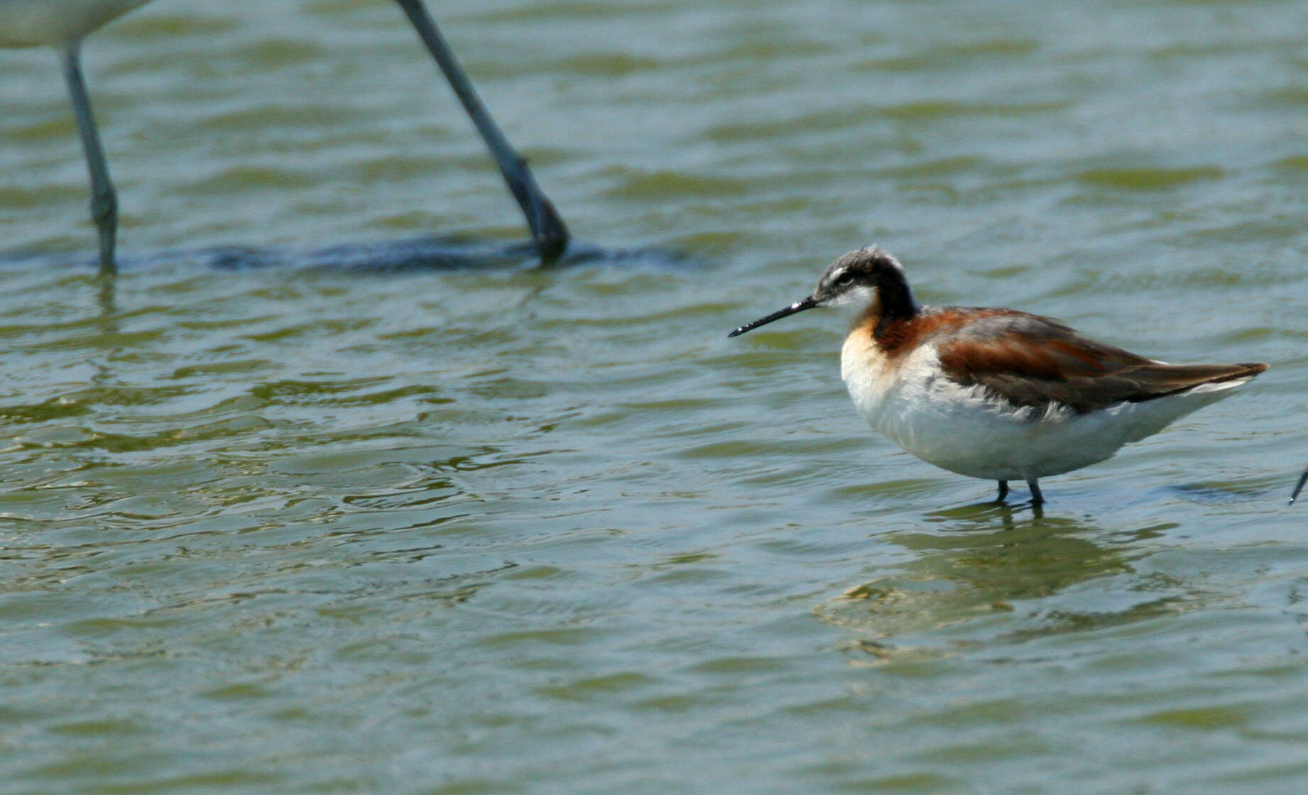 Image of Wilson's Phalarope