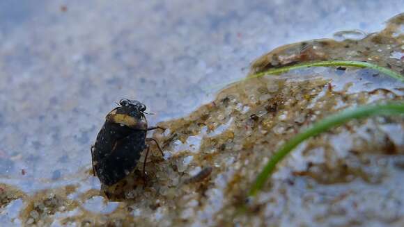 Image of velvety shore bugs