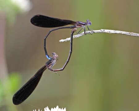 Image of Variable Dancer