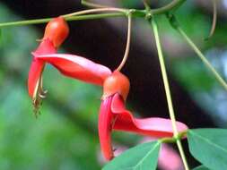 Image of Coral tree