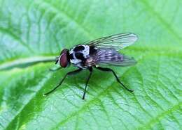 Image of root-maggot flies