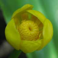 Image of Nuphar japonica