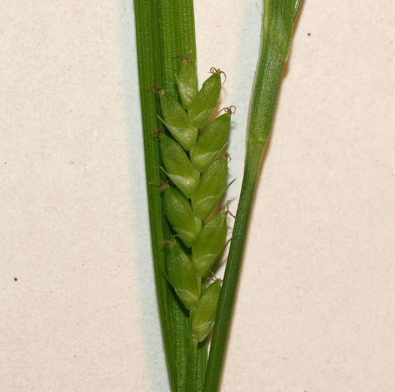 Image of eastern narrowleaf sedge