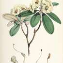 Image de Rhododendron lanatum Hook. fil.