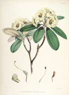 Image of Rhododendron lanatum Hook. fil.