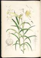 Lilium wallichianum Schult. & Schult. fil. resmi