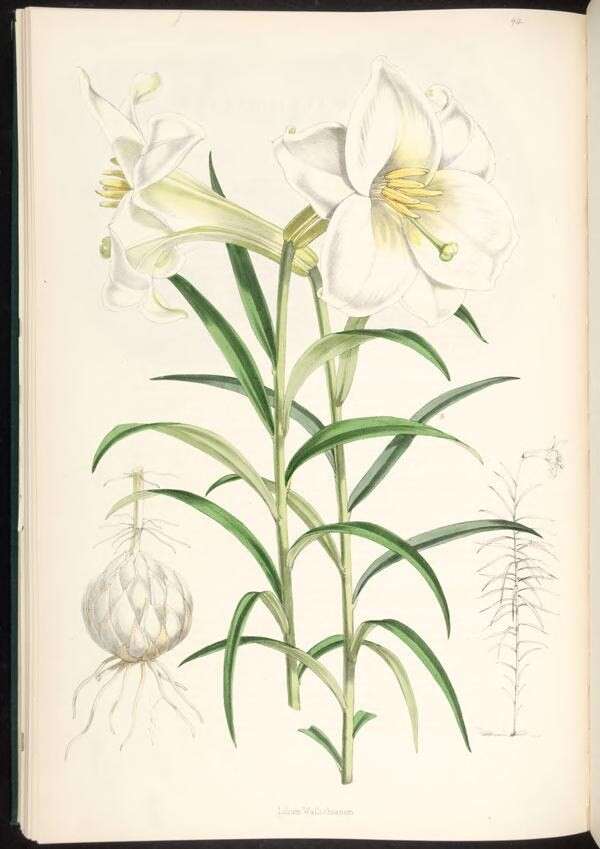 Image of Lilium wallichianum Schult. & Schult. fil.