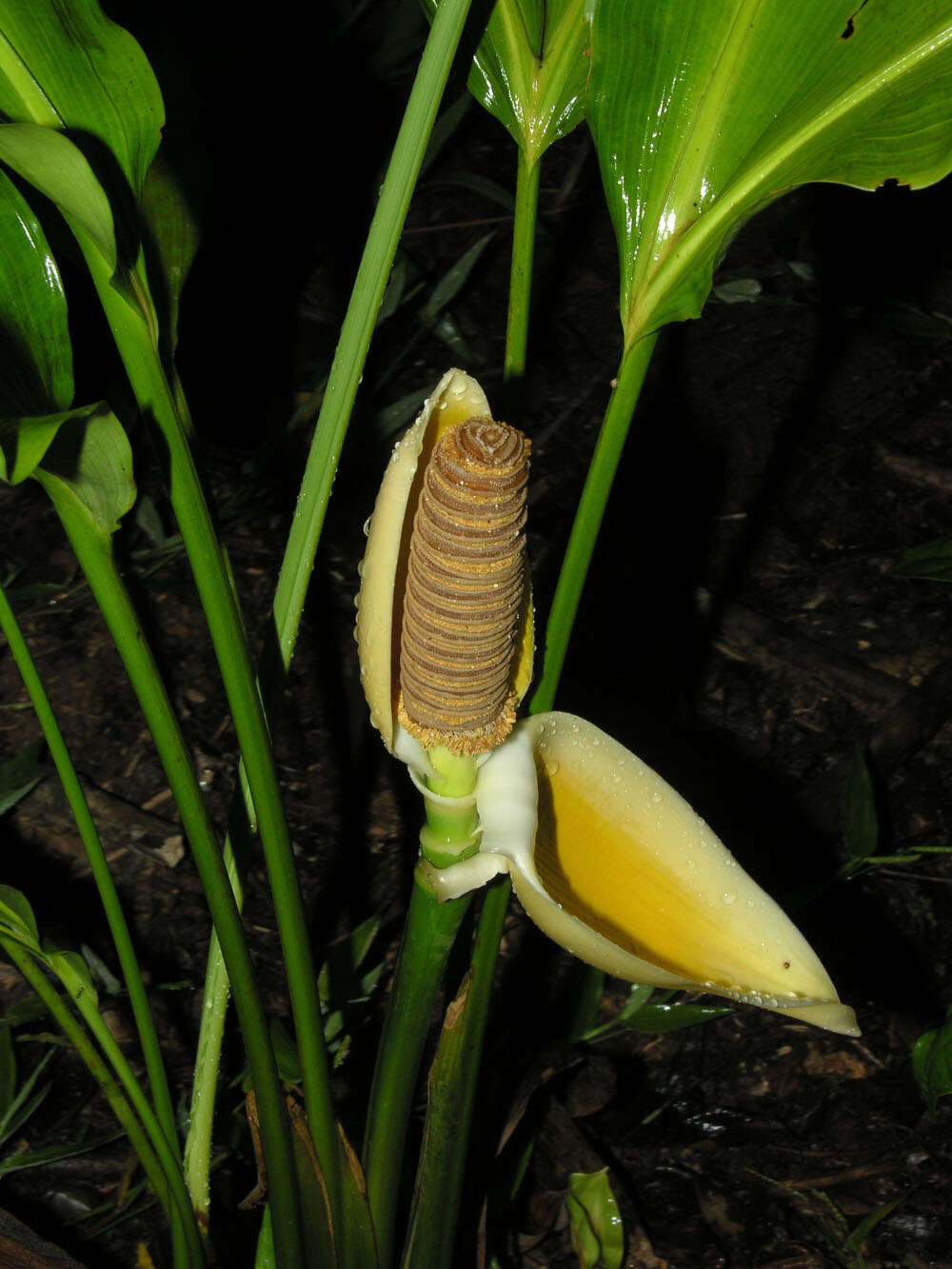 Image of Cyclanthus