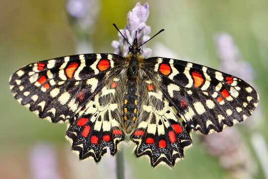 Image of Zerynthia rumina (Linnaeus 1758)