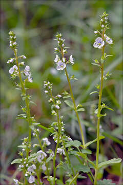 Image of thymeleaf speedwell