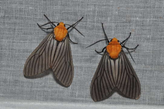 Image of Erebidae