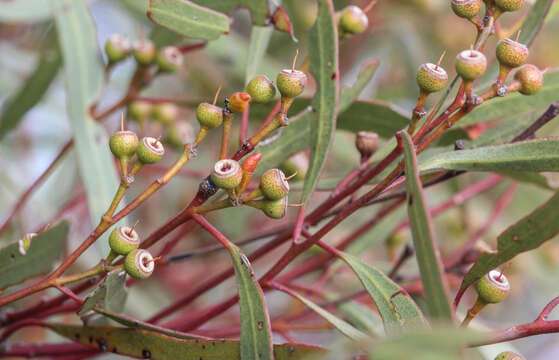 Image of Eucalyptus foecunda Schau.