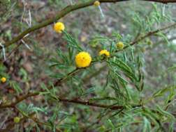 Vachellia farnesiana (L.) Wight & Arn. resmi