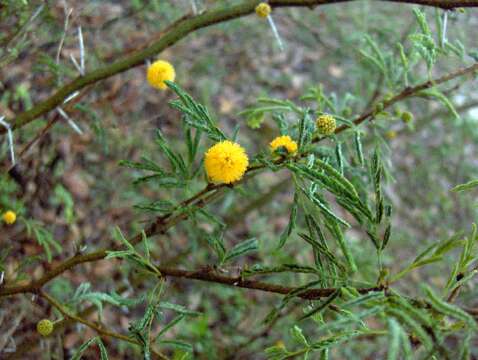 Image of Mealy False Acacia