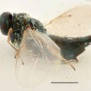 Image of Parasitoid wasp