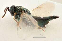 Image of Parasitoid wasp