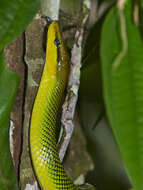 Image of Arboreal Rat Snake