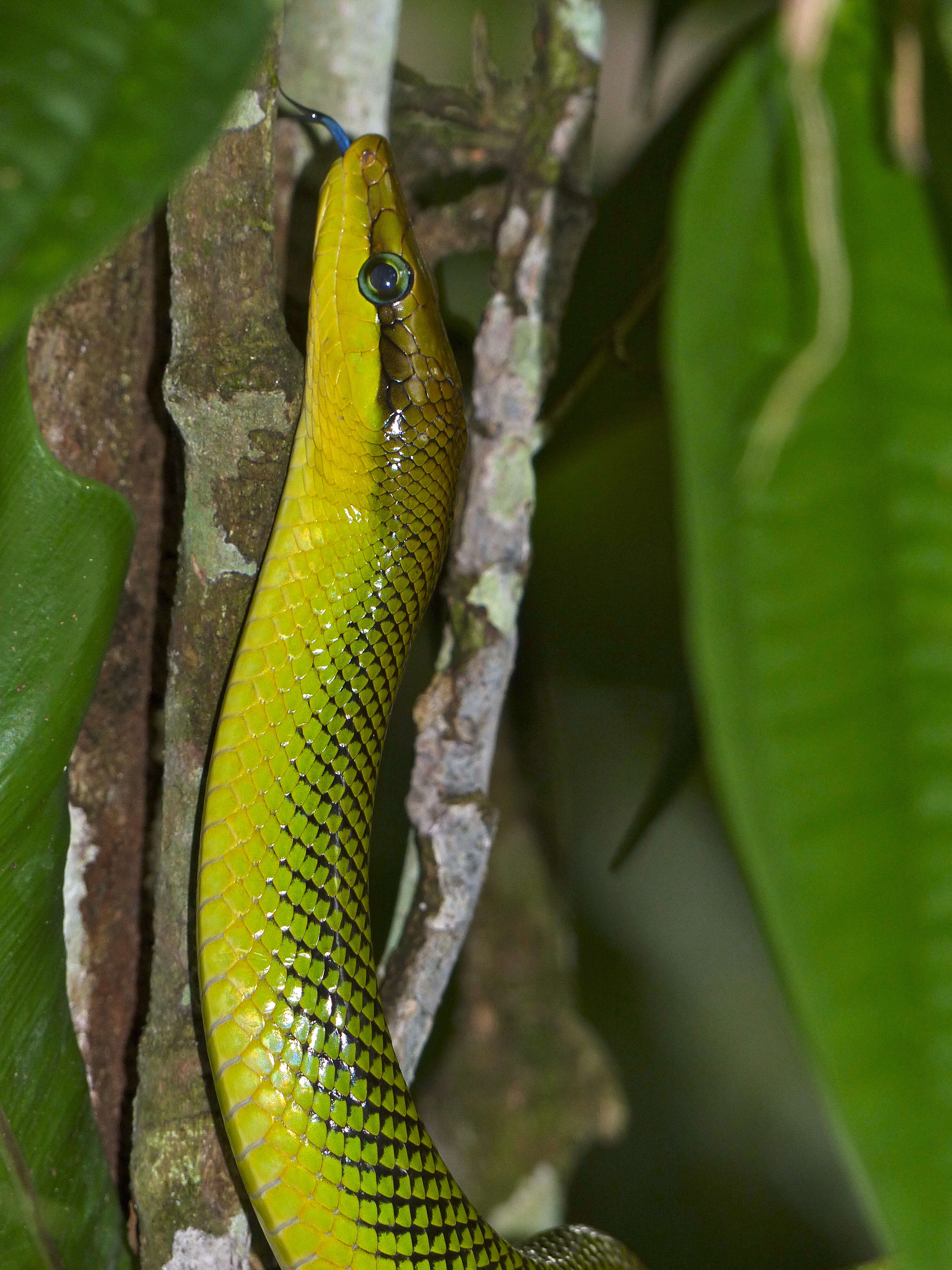 Image of Arboreal Rat Snake