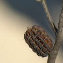 Image of Allocasuarina muelleriana (Miq.) L. A. S. Johnson