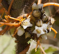 Image of Cuscuta jalapensis Schltdl.