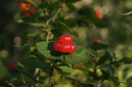 Image of Lonicera chamissoi Bunge