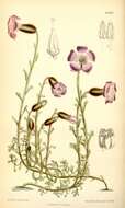 Image of Cyananthus lobatus Wall. ex Benth.