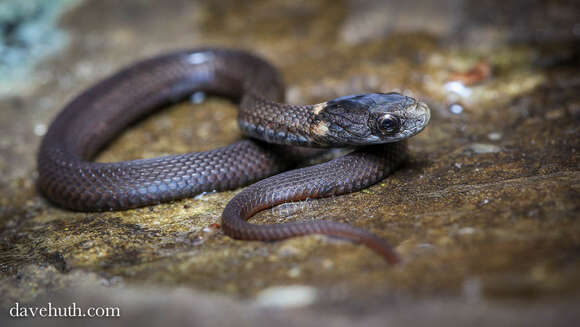 Image of brown-bellied snakes