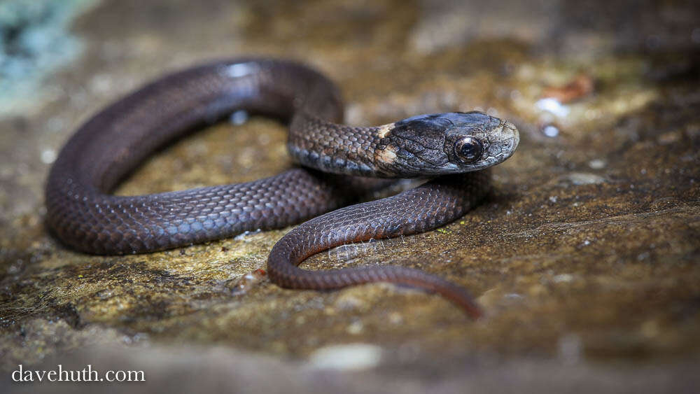 Image of Red-bellied Snake