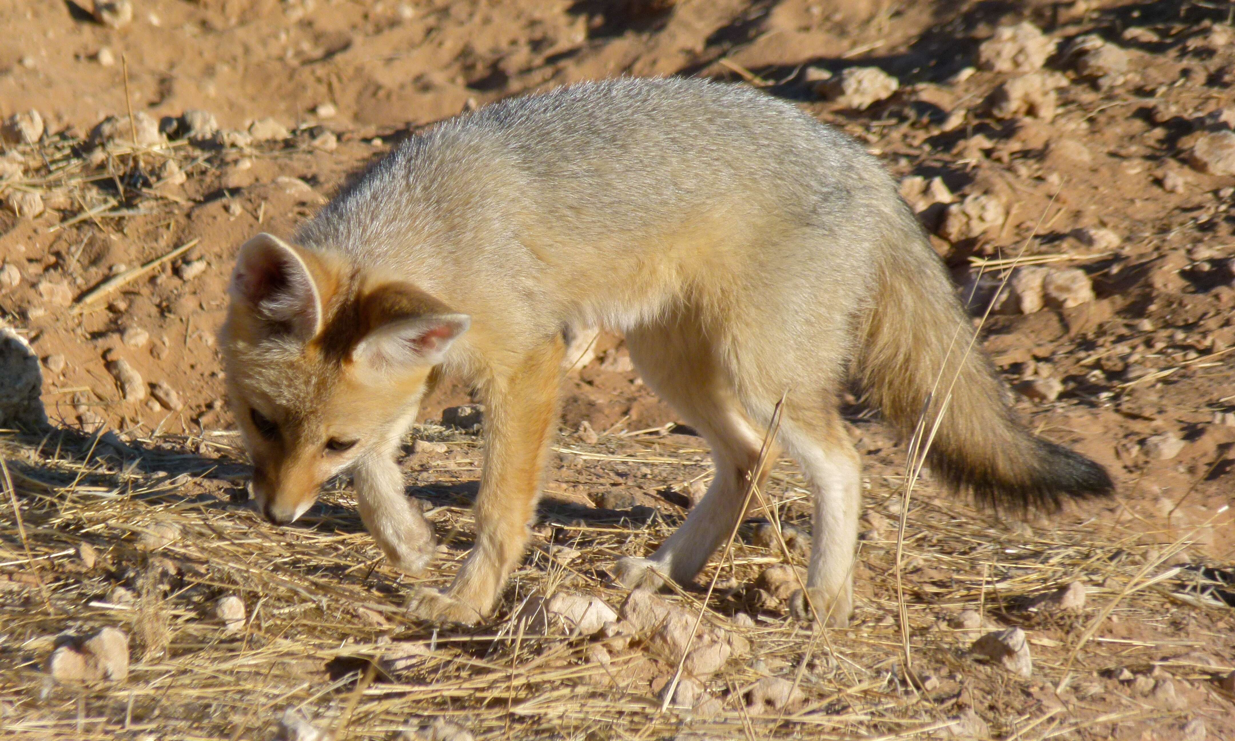 Image of Vulpes