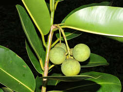 Image of calophyllum